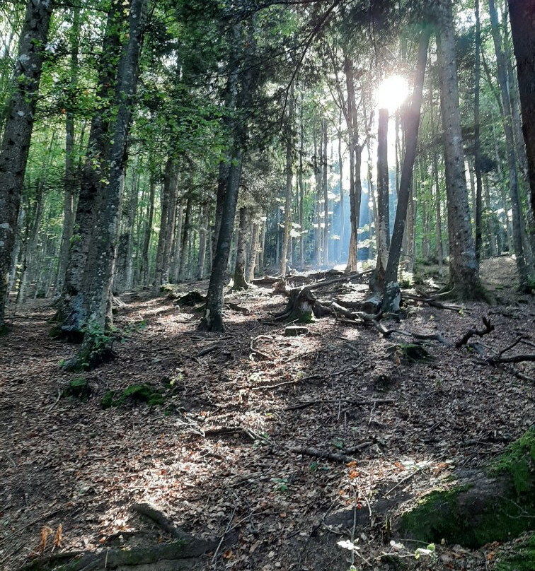 Parco Nazionale delle Foreste Casentinesi, Monte Falterona e Campigna景点图片