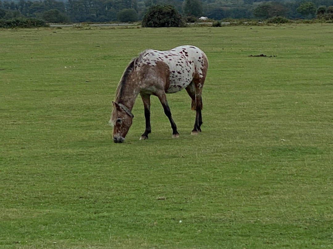 New Forest National Park景点图片