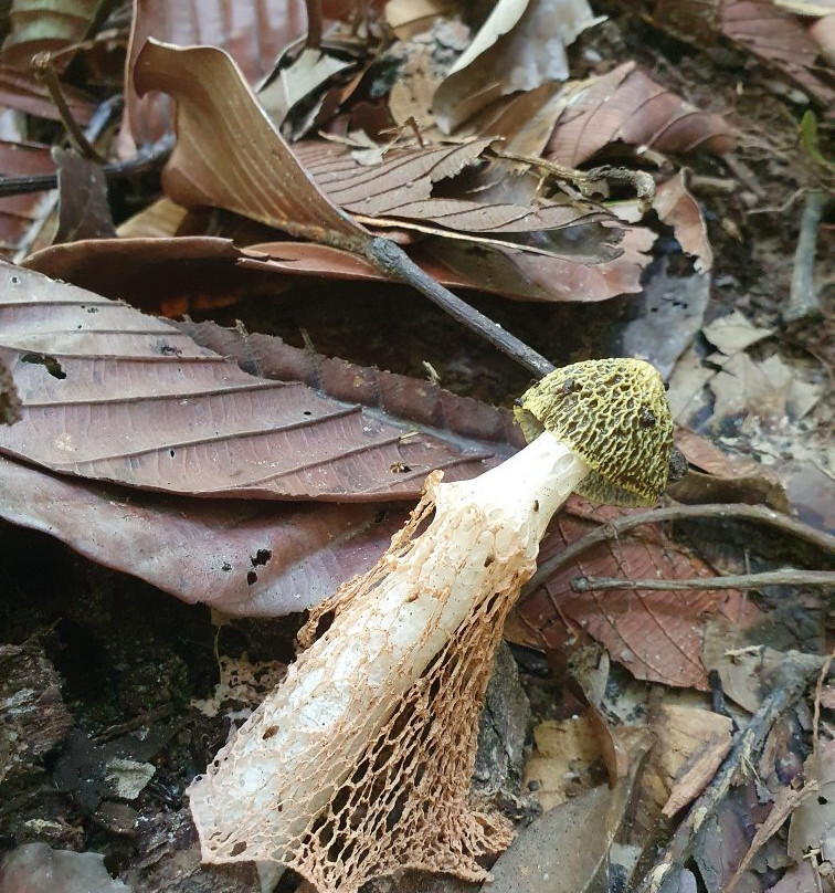 Lambir Hills National Park-美里必去景点