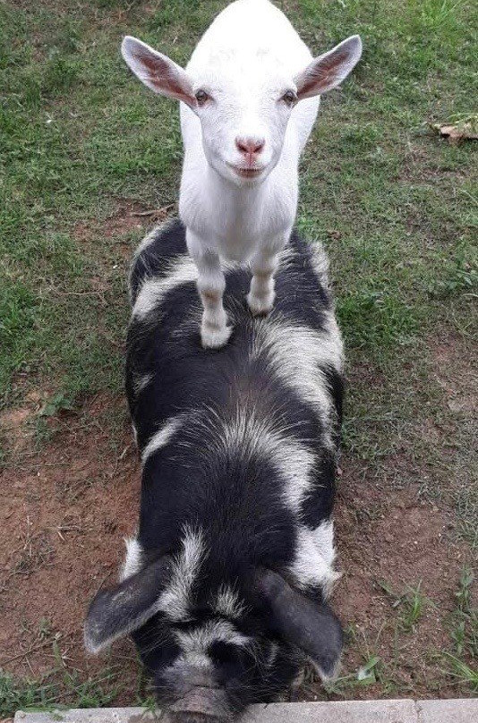 New Ulm旅游攻略图片