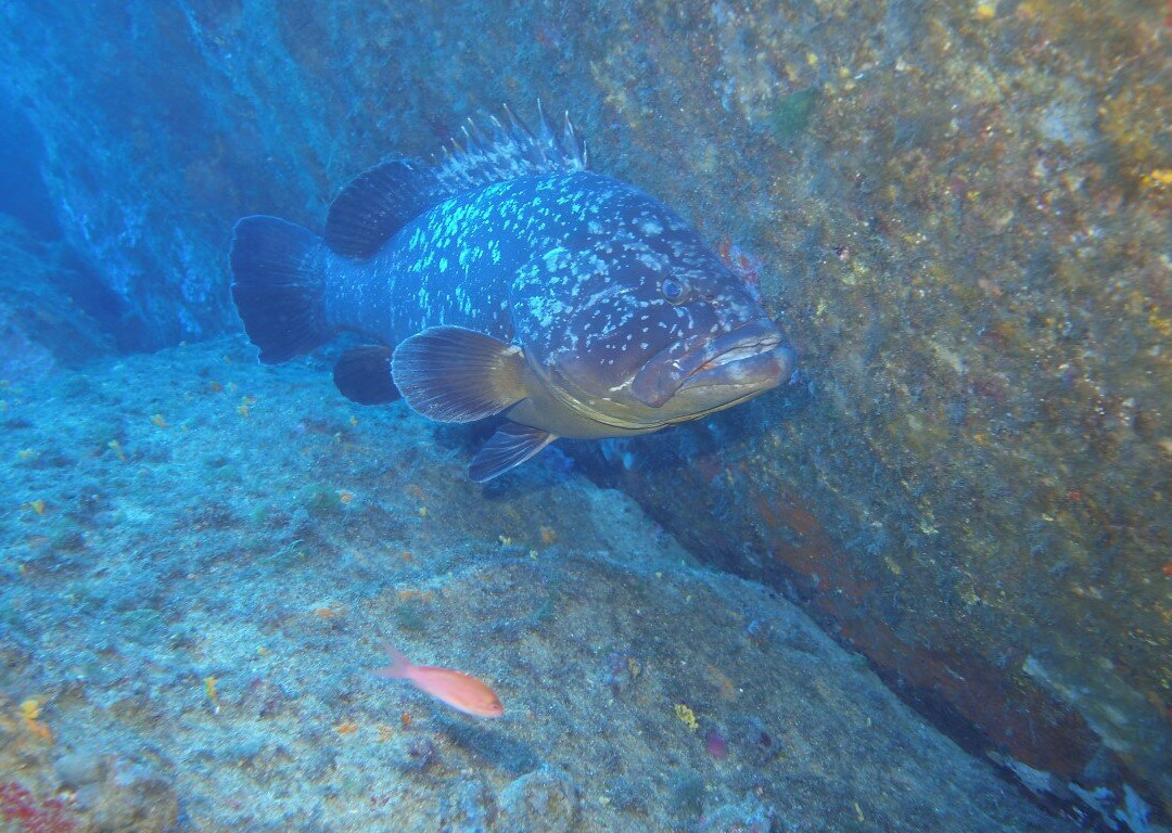 Acquaman Diving Center-维拉西谬斯必去景点