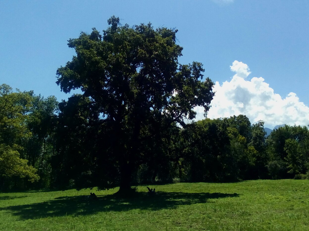 Reserve Naturelle du Bout du Lac景点图片