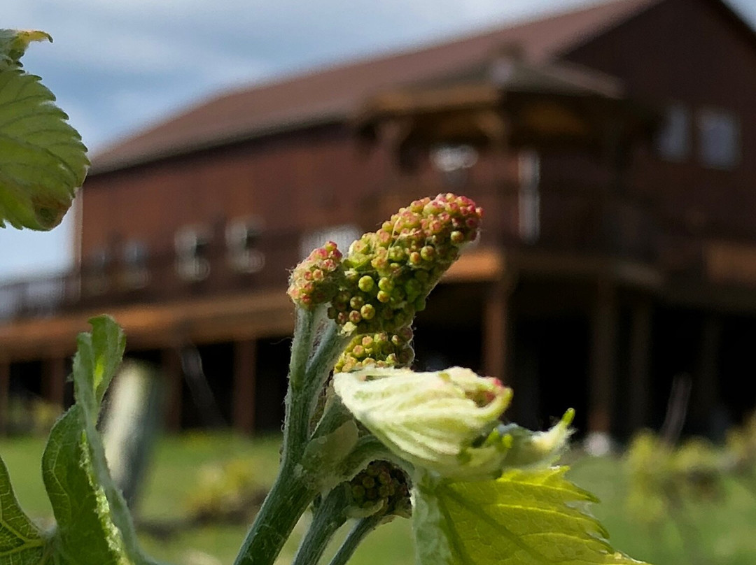 Stever Hill Vineyards-Branchport必去景点