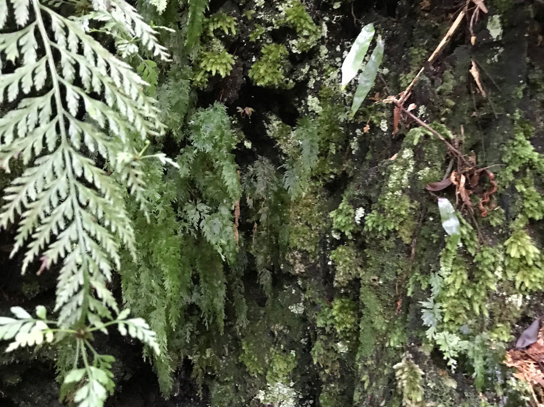Melba Gully National Park景点图片