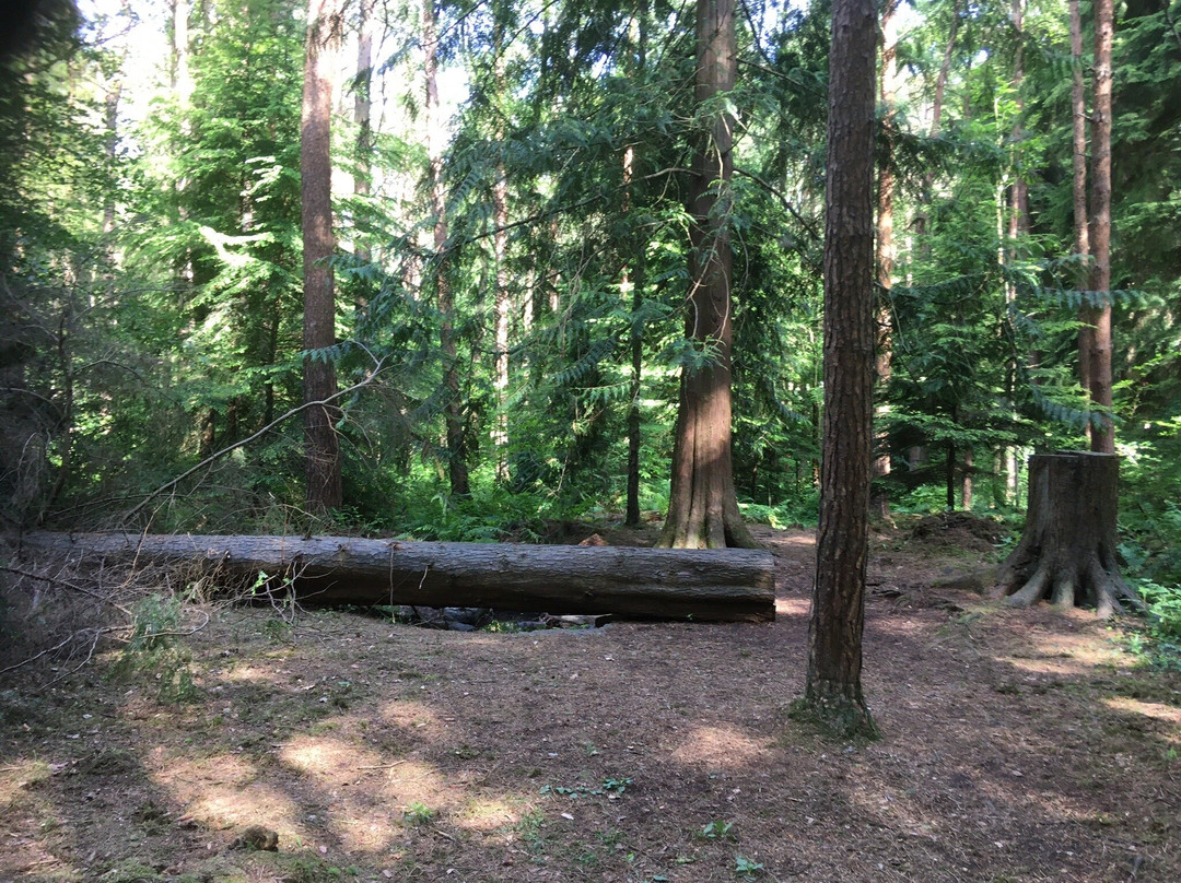 Portglenone Forest景点图片