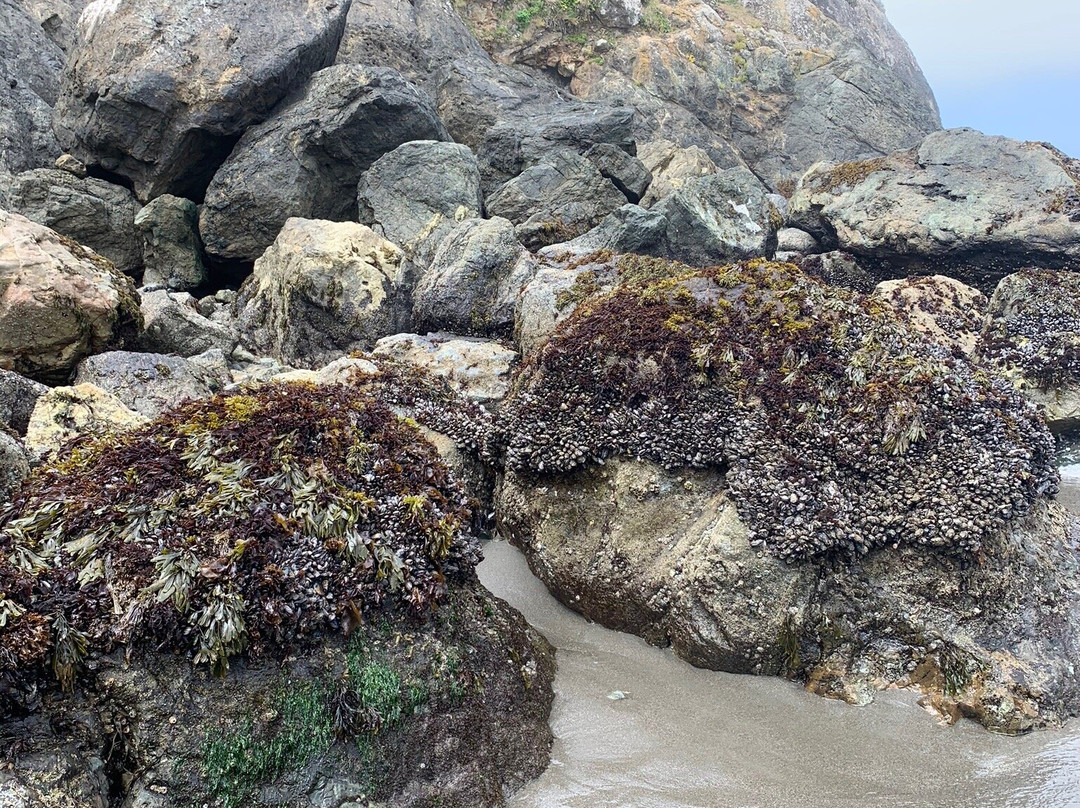 Trinidad State Beach景点图片