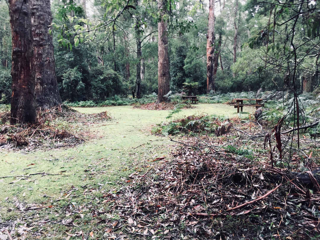 Cabbage Tree Creek Flora Reserve景点图片