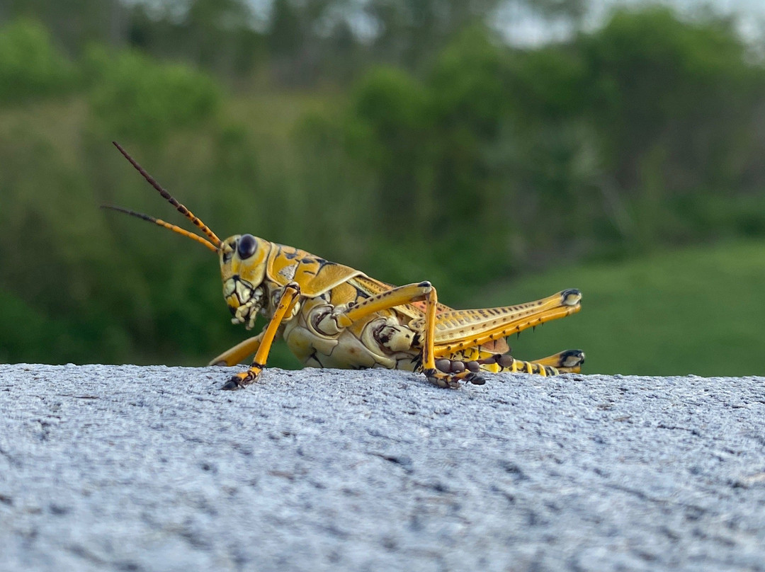 Kirby Storter Roadside Park-奥乔皮必去景点