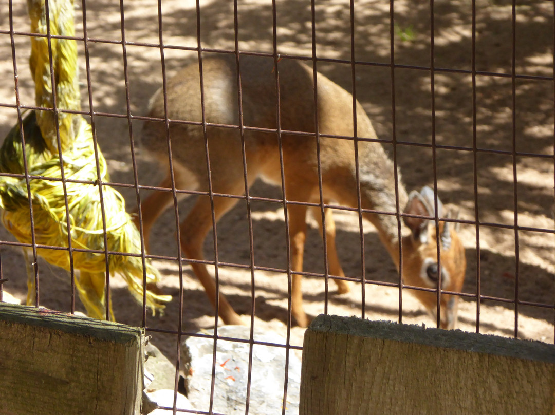 Tierpark Bad Pyrmont景点图片