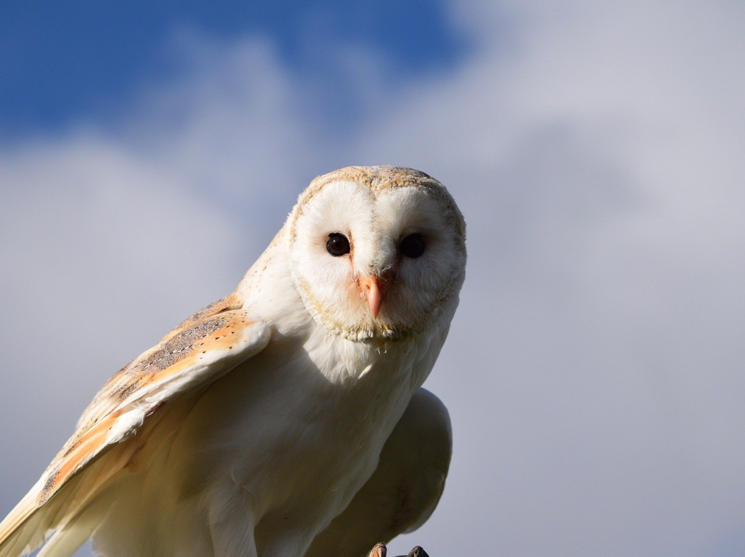 Birds of Prey Centre-Wilstead必去景点