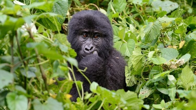 Mountain Gorilla Trekking Tours-Kisoro必去景点