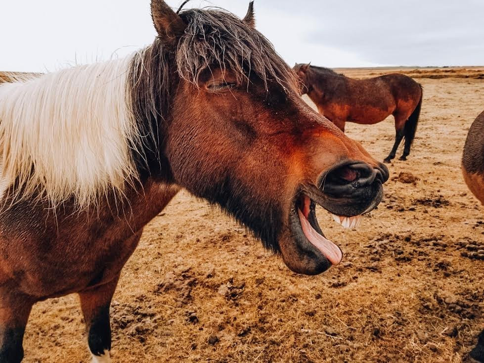 Fagrabrekka Guesthouse主图