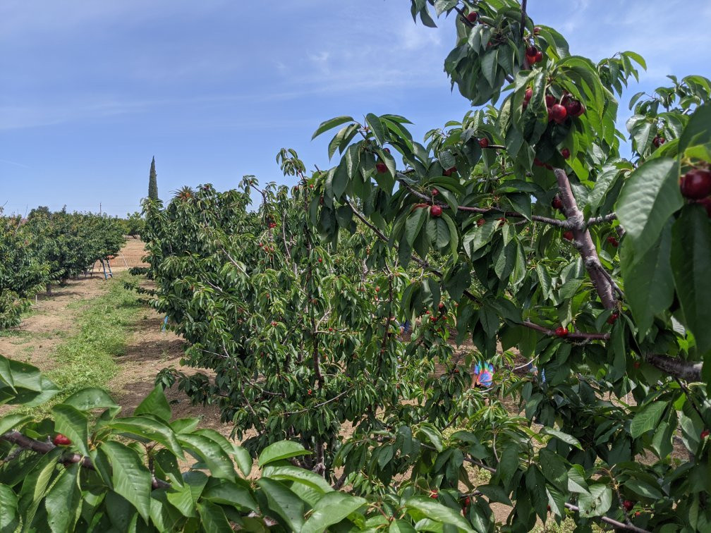 Mike's U-pick Cherries-Brentwood必去景点