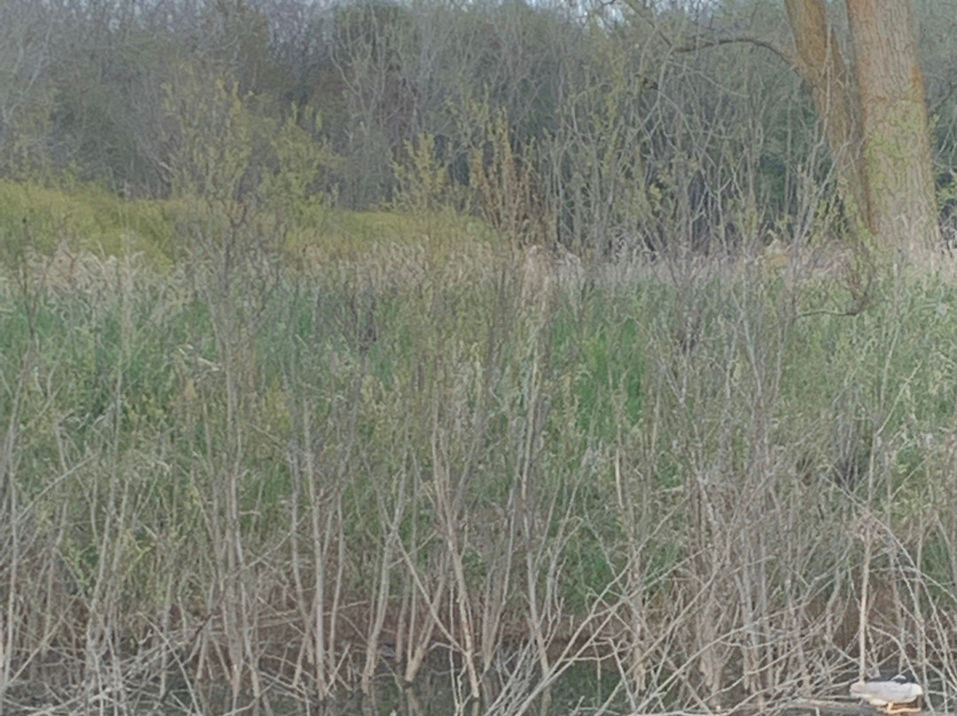 Shiawassee National Wildlife Refuge景点图片