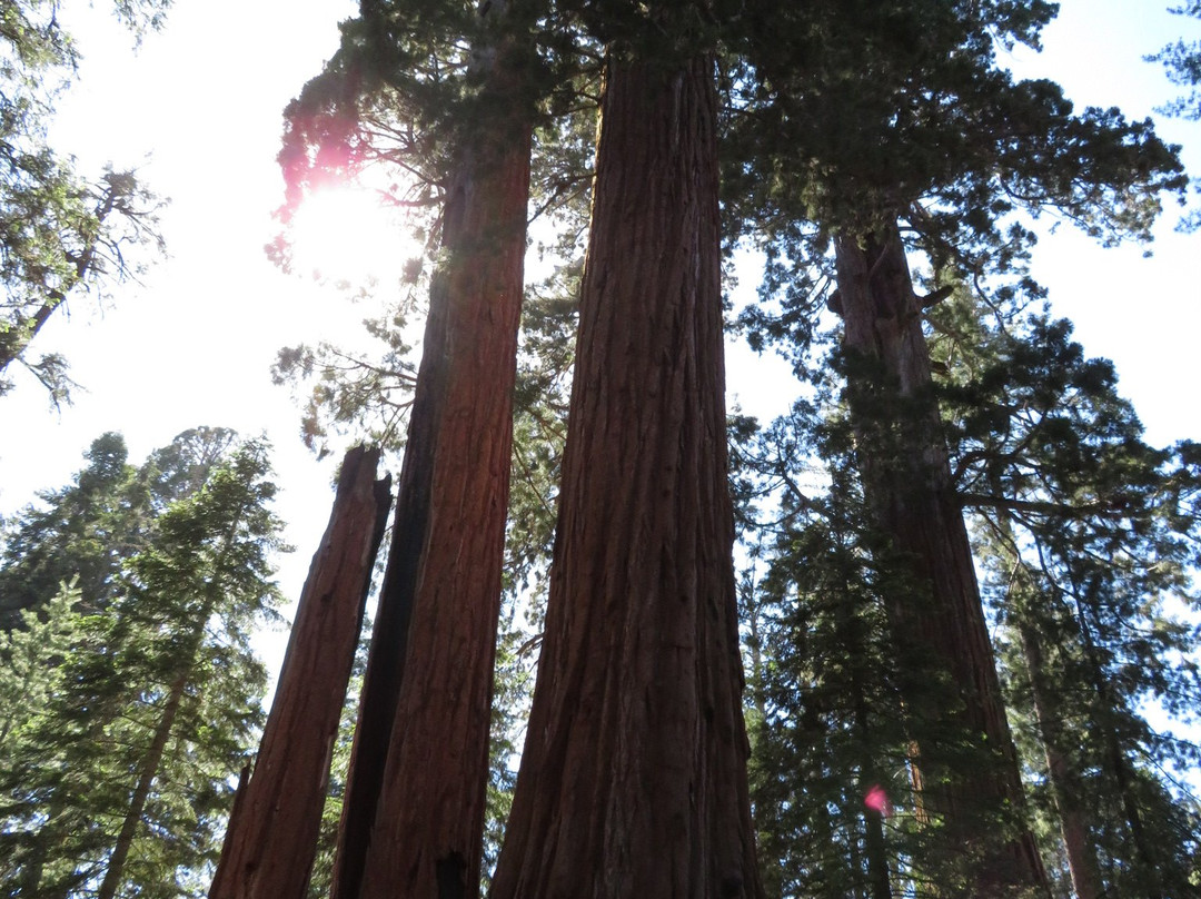 General Grant Tree Trail-红杉&国王峡谷国家公园必去景点
