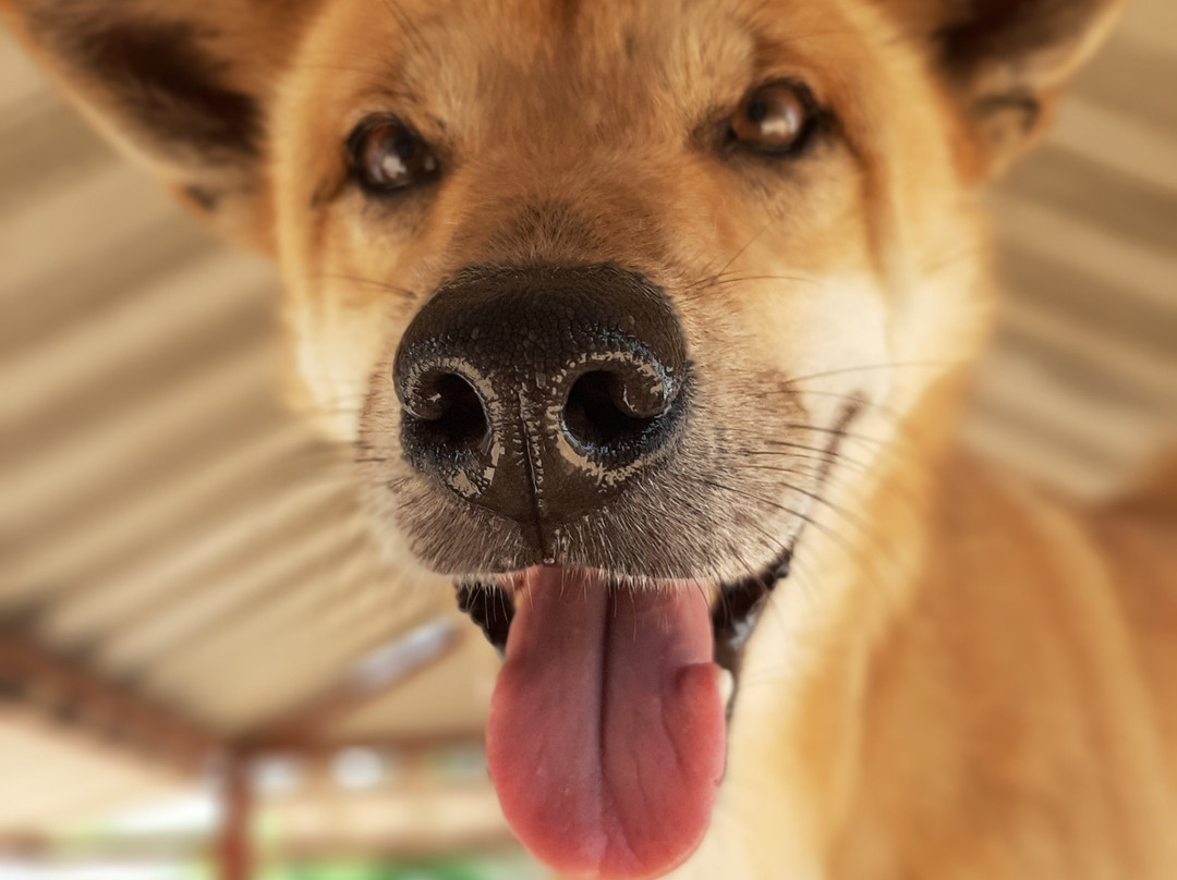 流浪狗基金会-普吉岛必去景点