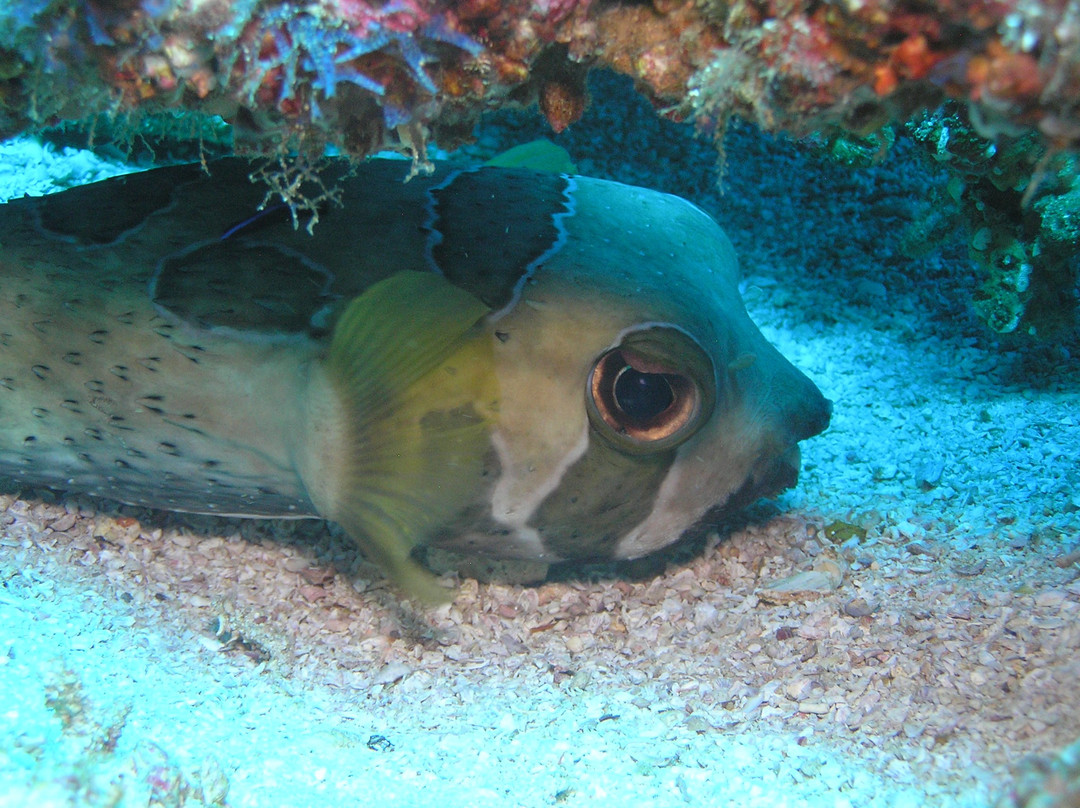Barra Reef Divers景点图片