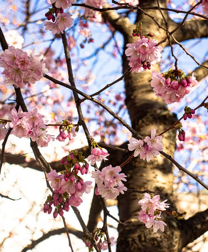 Kungsträdgården-斯德哥尔摩必去景点