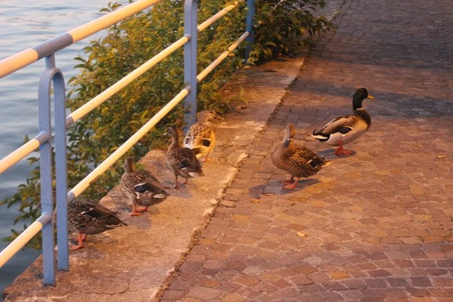 Lungolago-Sale Marasino必去景点