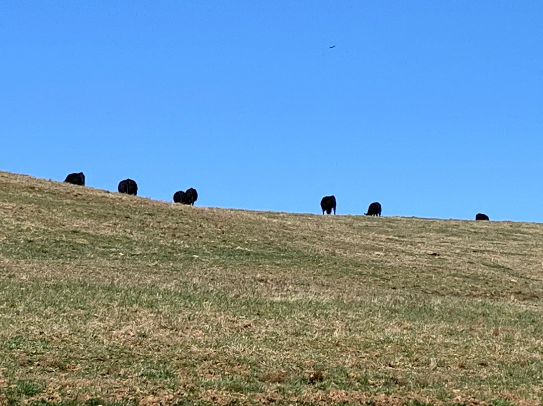 Goose Creek Stone Bridge景点图片