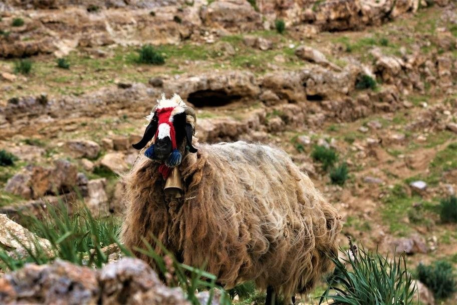 theeban experiences-米底巴必去景点