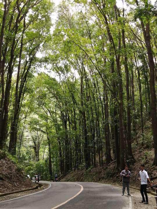 Mahogany人工森林景点图片