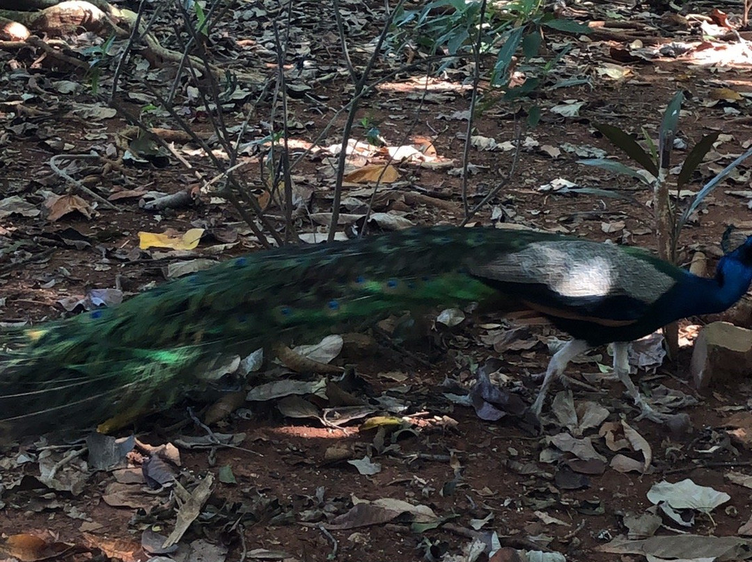 Jardin Botanico de Viñales-维纳勒斯必去景点