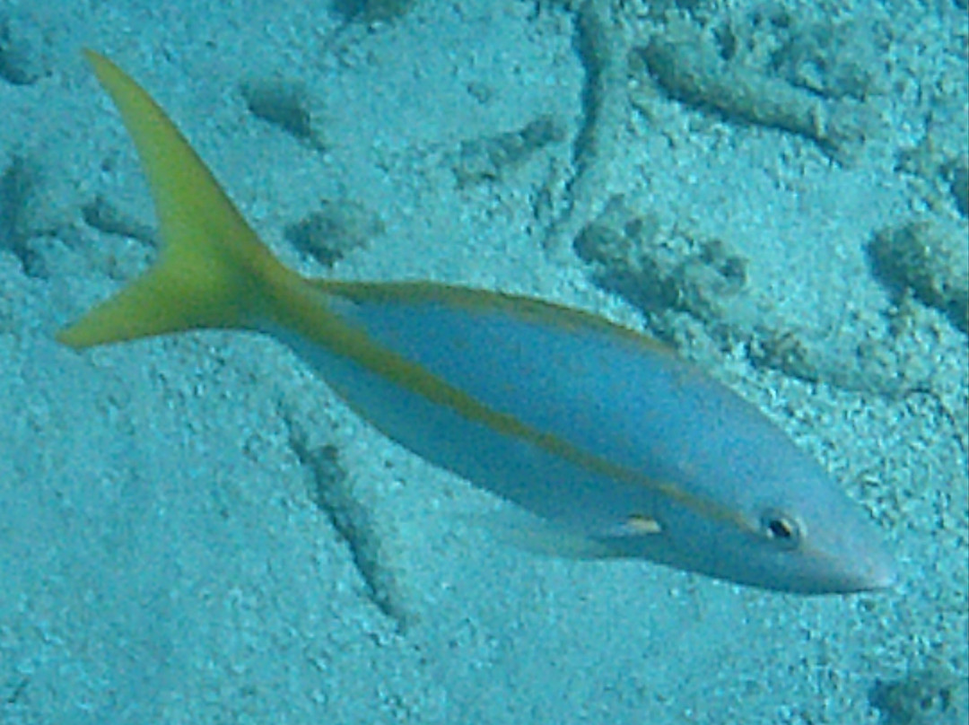 no longer available..................-Jolly Harbour必去景点