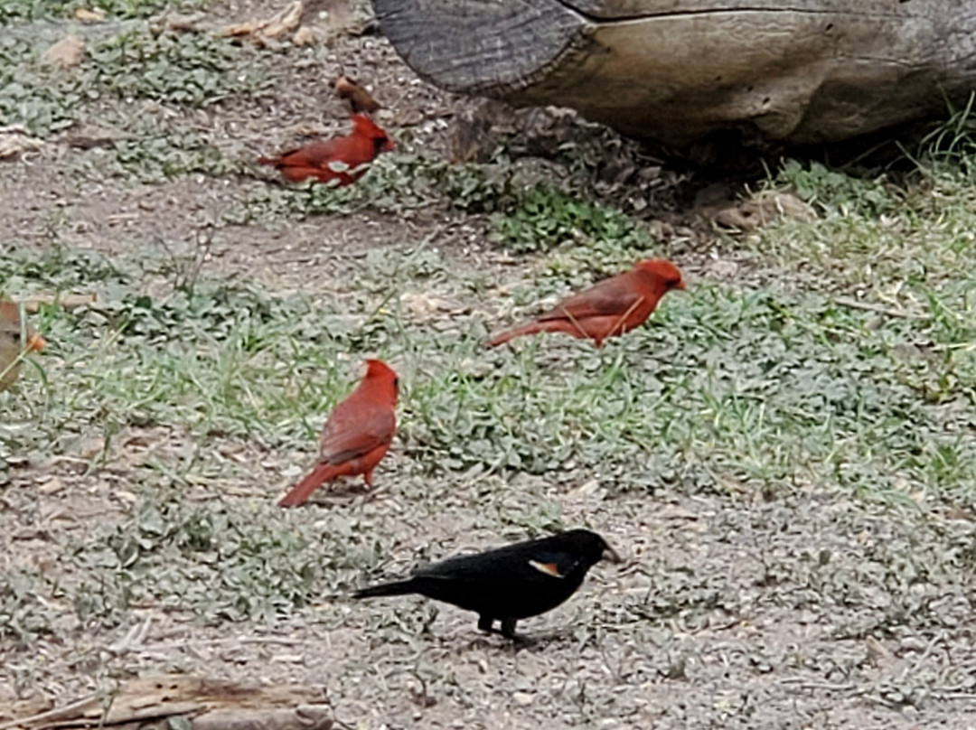 National Butterfly Center-Mission必去景点