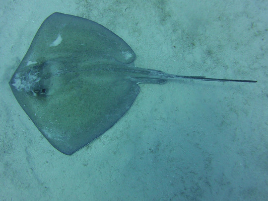 Ambassador Divers-七哩滩必去景点