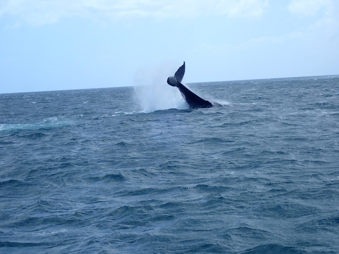Blue Dolphin Marine Tours景点图片