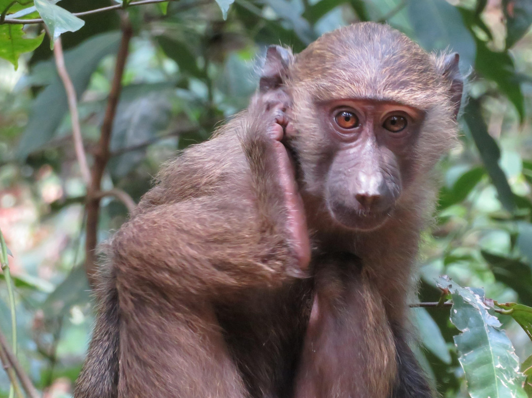 WE CAB TOURS & SAFARIS-Kigoma必去景点