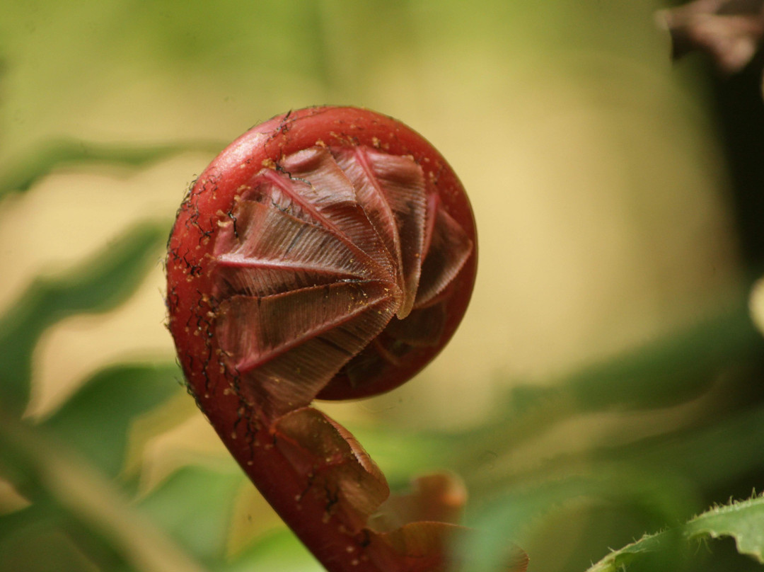 Rota das Araucarias-Sao Bento do Sapucai必去景点