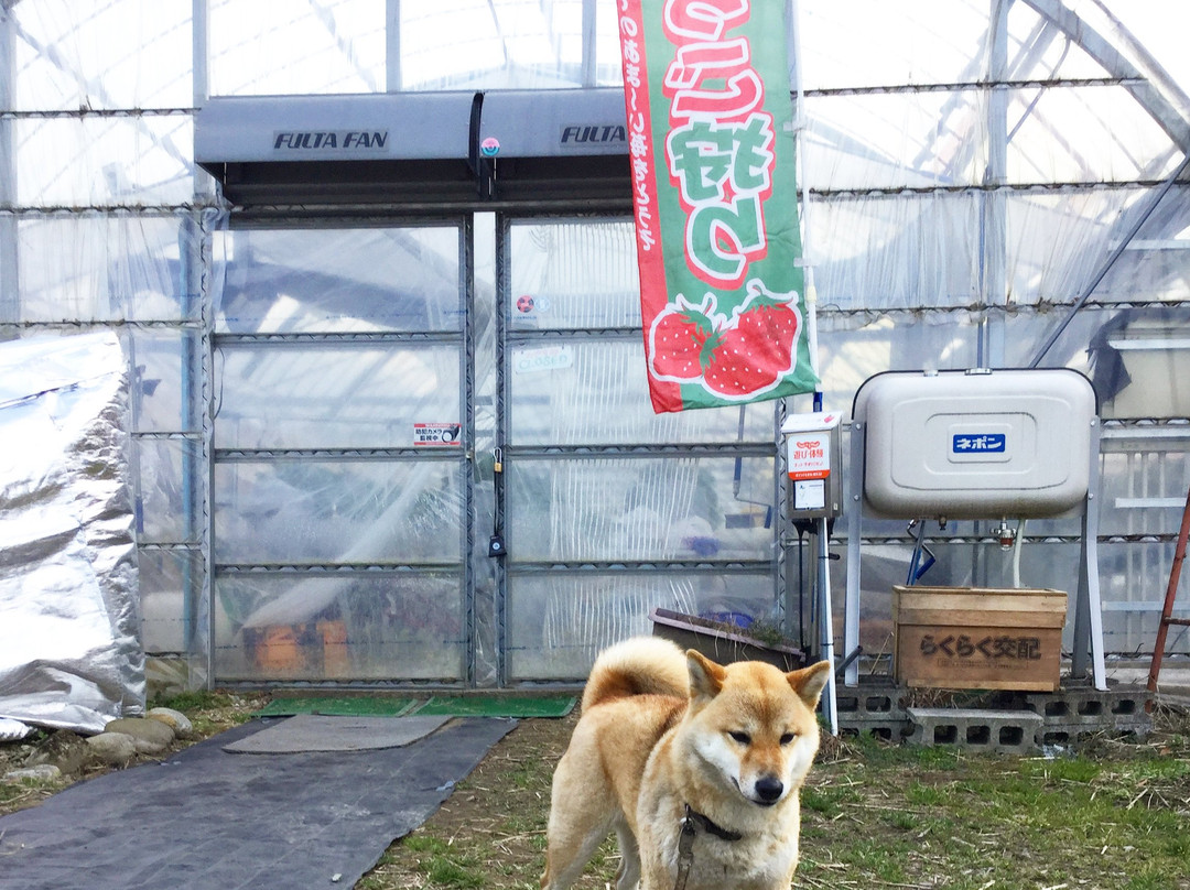 Kubo Strawberry Farm景点图片