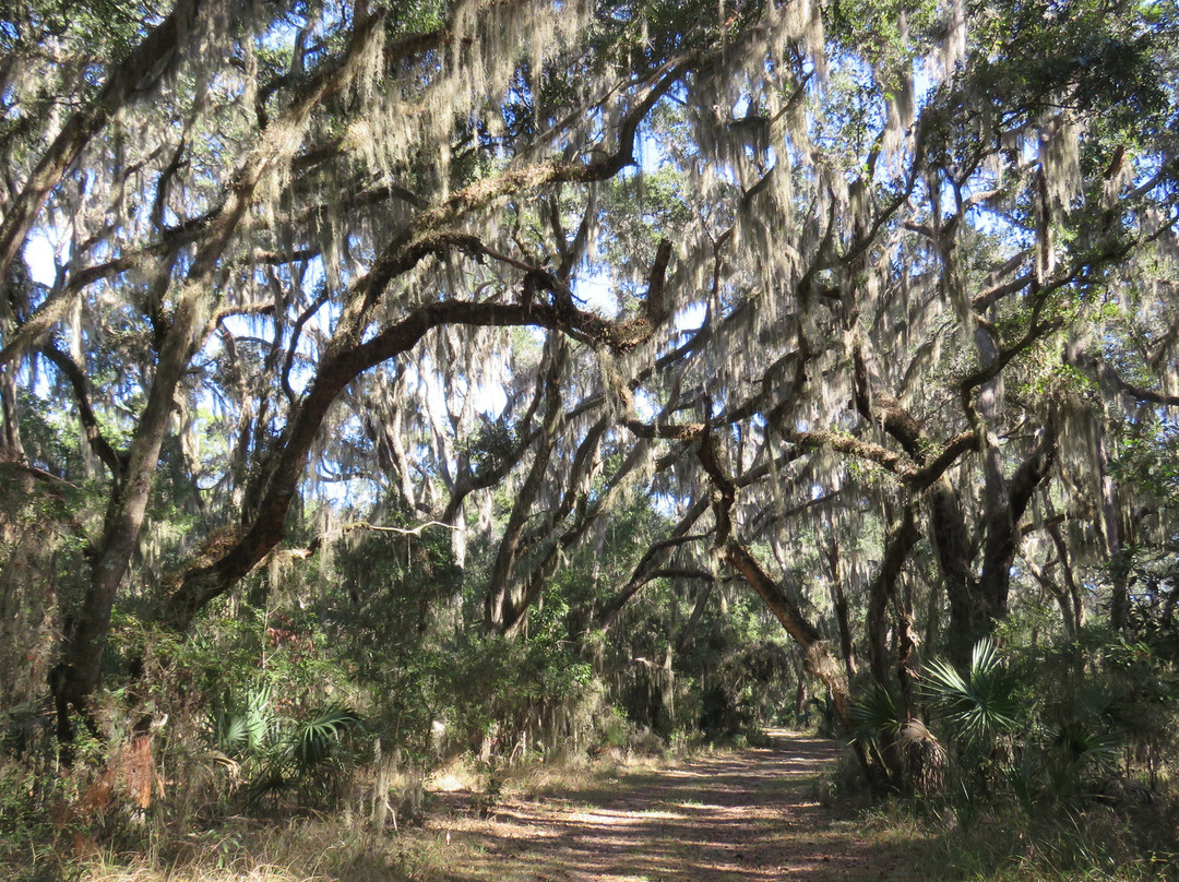 Cannon's Point Preserve-圣西蒙斯岛必去景点