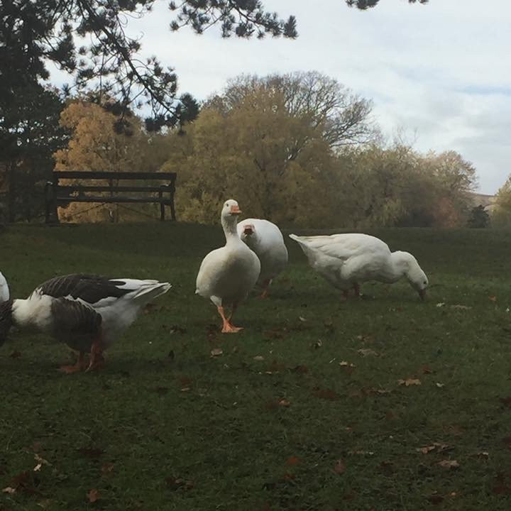 Aberdare Park-Aberdare必去景点