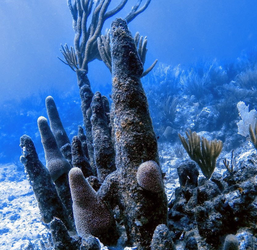 Isla Nena Scuba景点图片