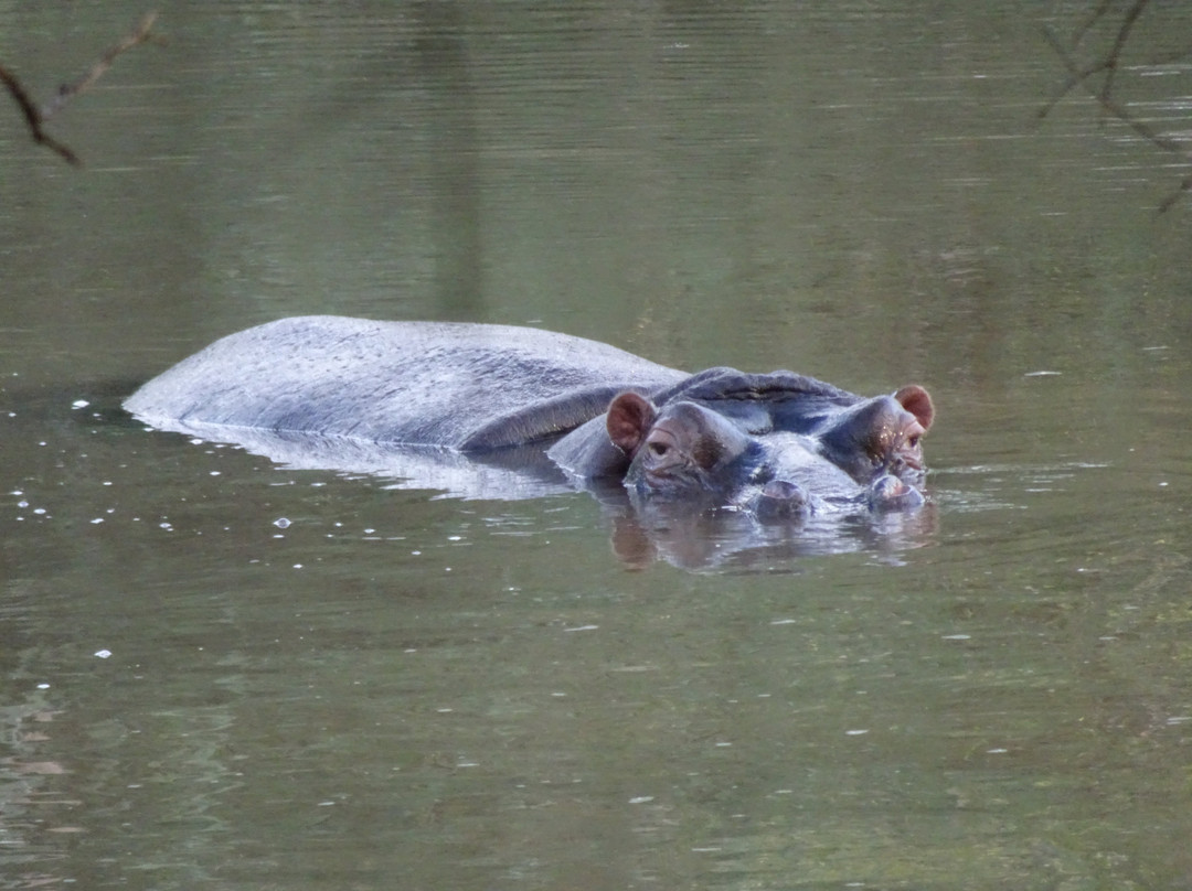 Hippo Water Front主图