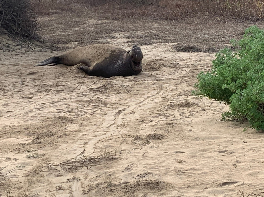 Ano Nuevo Elephant Seal Tours-佩斯卡德罗必去景点