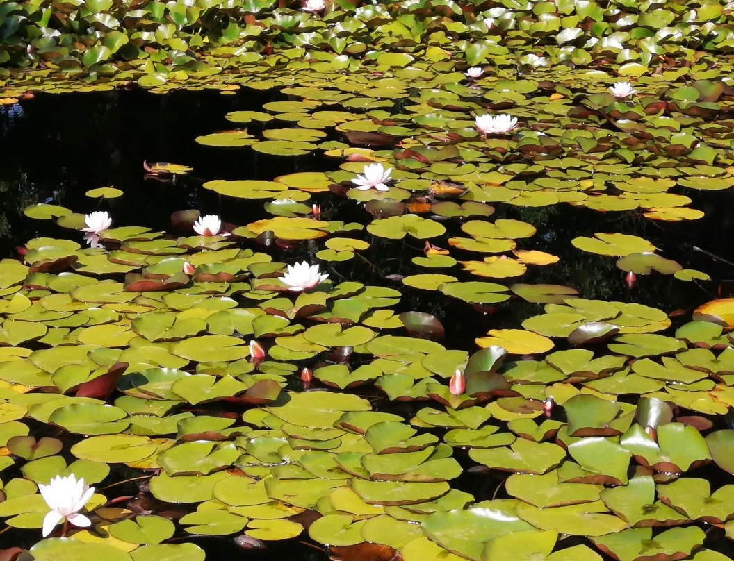 Laguna de los Lotos景点图片