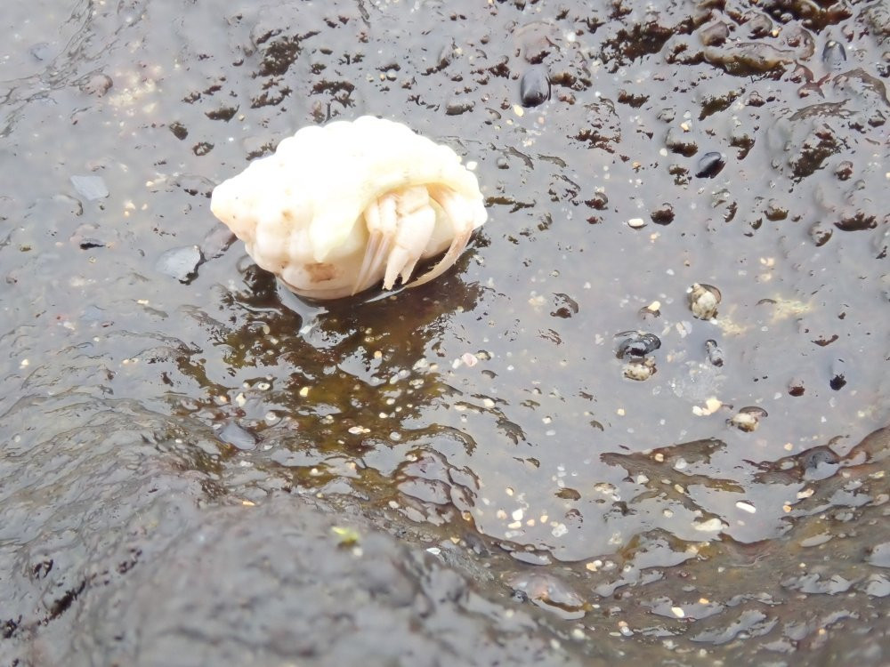 Toowoon Bay Beach-Toowoon Bay必去景点