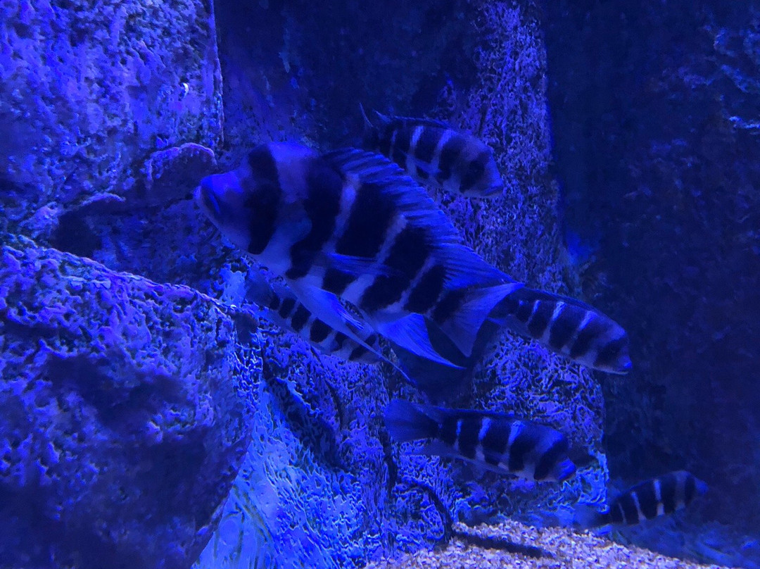 Isfahan Aquarium-Isfahan必去景点