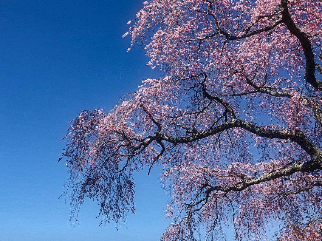 Seirin-ji Temple景点图片