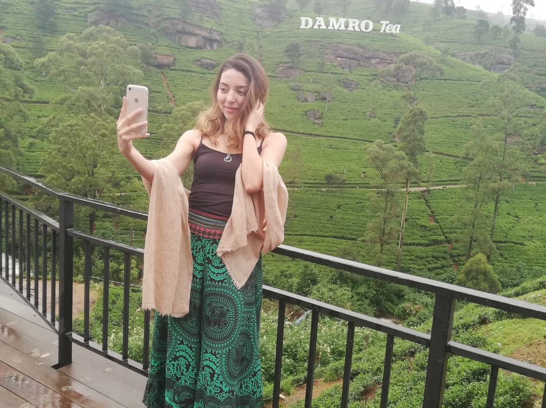 Damro Labookellie Tea Centre and Tea Garden景点图片