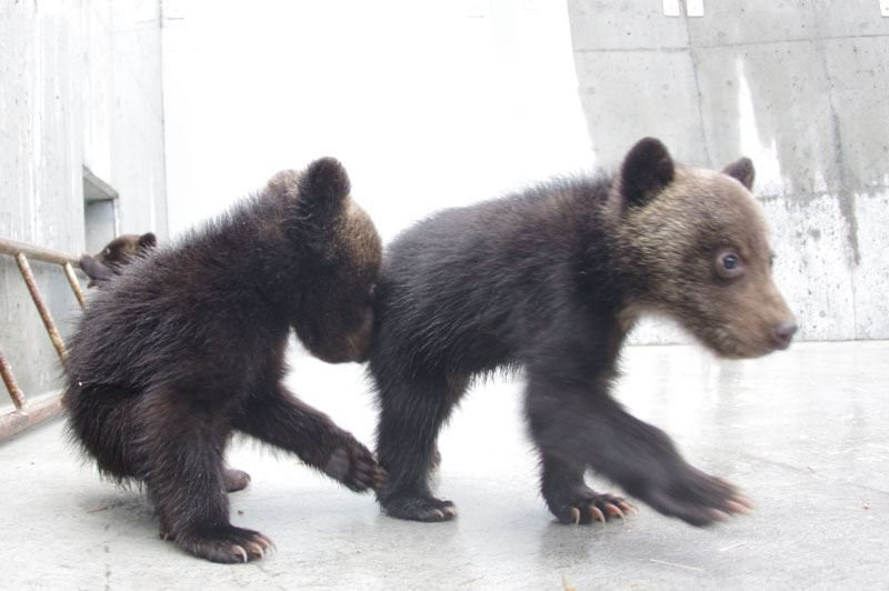 Showa Shinzan Kumabokujo-壮瞥町必去景点