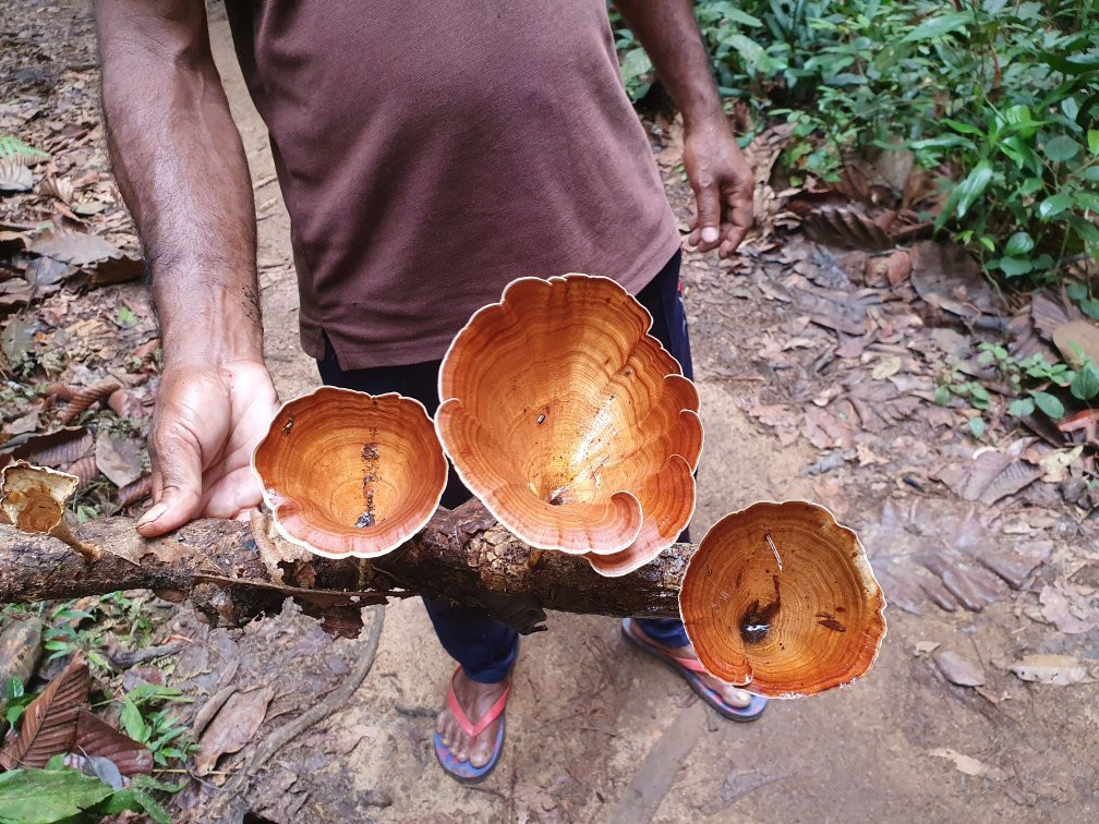 Rainforest Tours (Sinharaja)-Deniyaya必去景点
