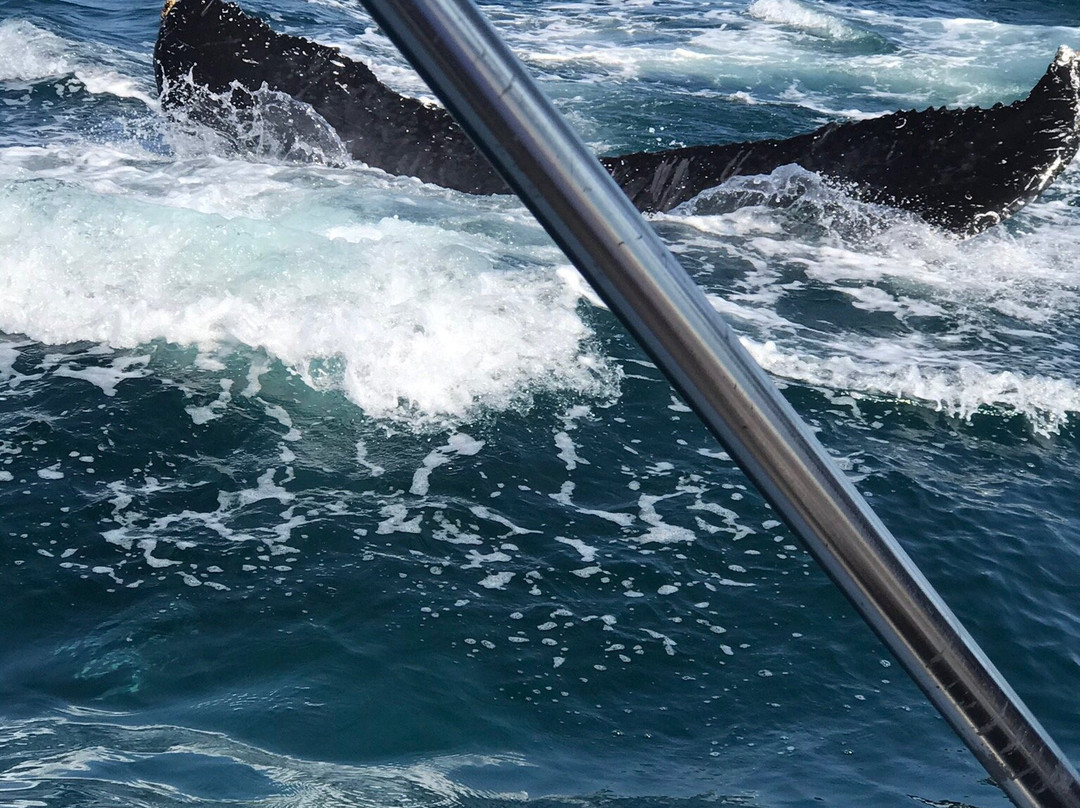 Vallarta Natours-瓦拉塔港必去景点