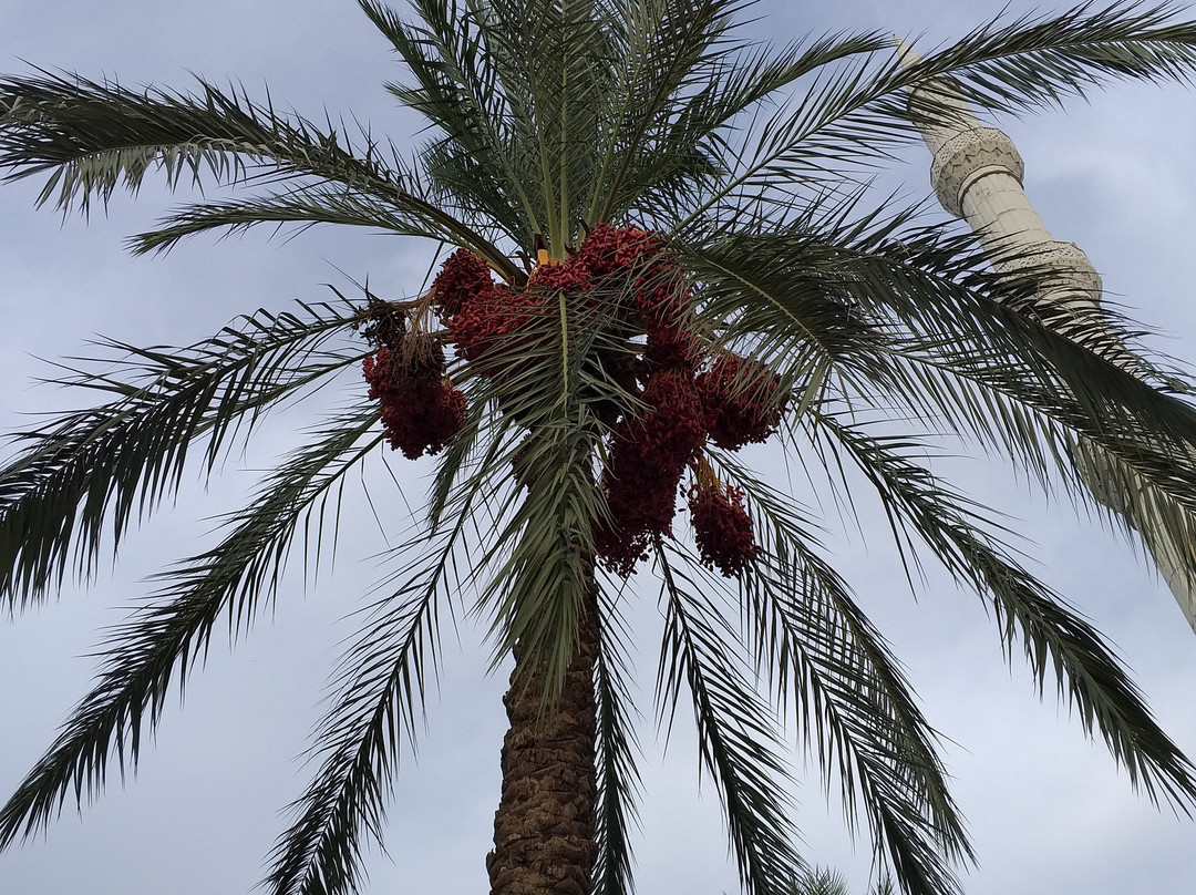 Manavgat Mosque景点图片