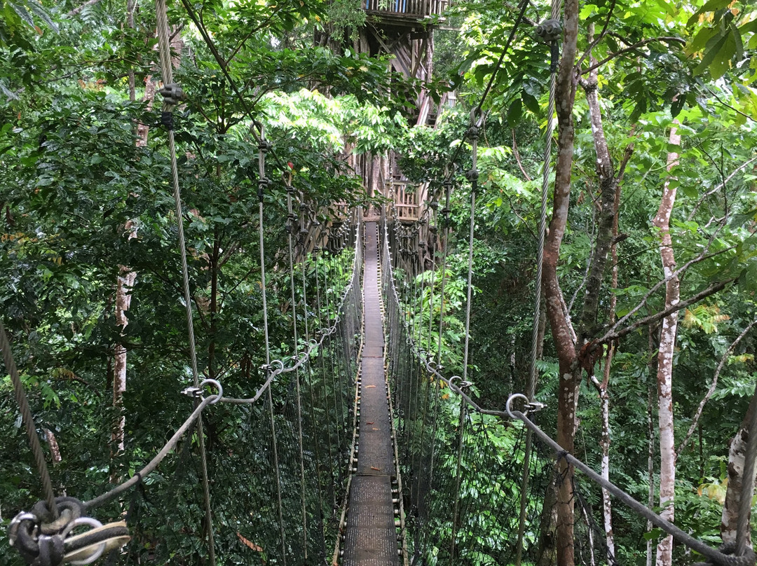 Falealupo Canopy Walk-萨瓦伊岛必去景点