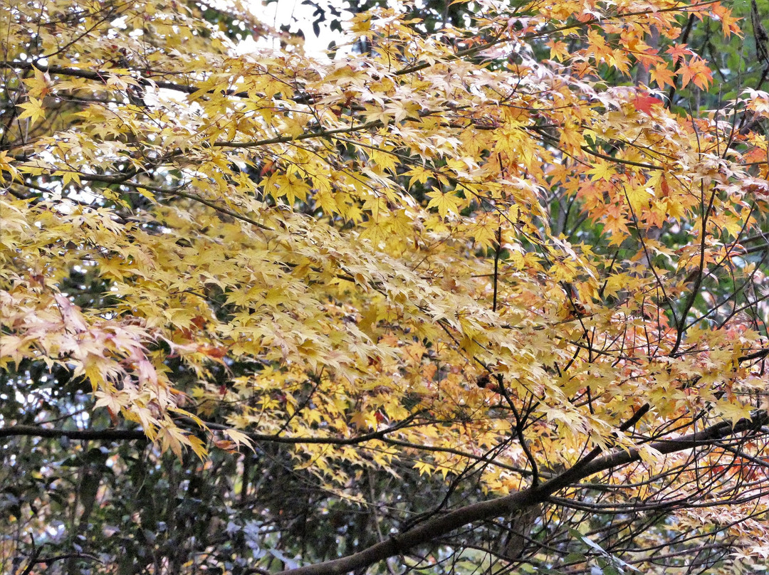 Nibukawa Valley-今治市必去景点
